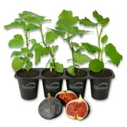 Chicago Hardy Fig Tree - 4 Live Starter Plants - Ficus Carica - Edible Fruit Tree for The Patio and Garden