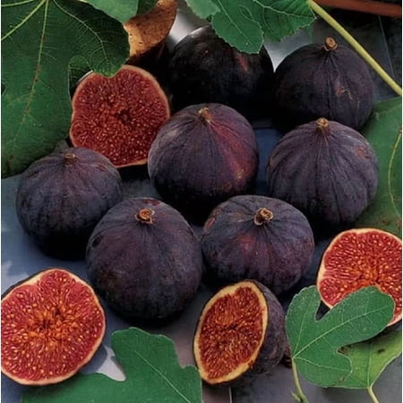Chicago Hardy Fig Tree Plant 4-8" Tall for Planting - Ficus Carica 'Chicago Hardy' - Cold Hardy Fig Tree - Sweet Fruit Tree
