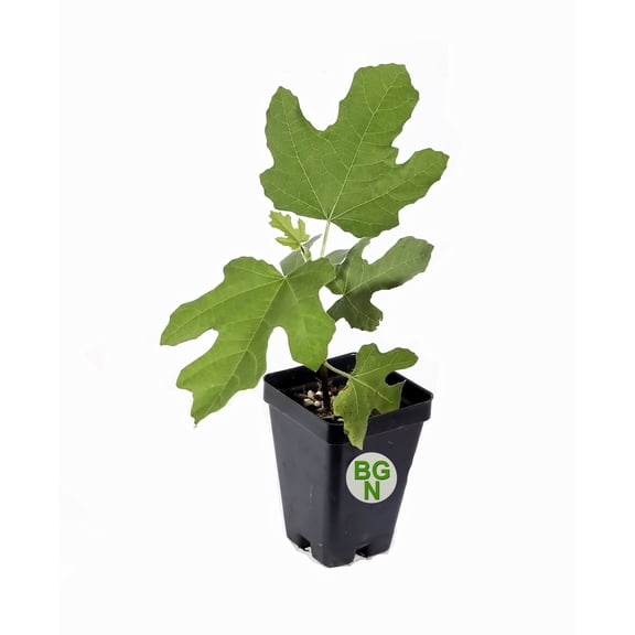 Chicago Hardy Fig Tree - Very Cold Hardy - Self Fertile - Live Plant