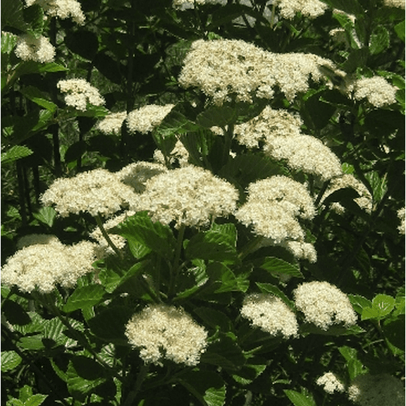 Chicago Lustre Viburnum Shrub Plant Live for Planting, Fragrant Flower Plant White Viburnum Bush Starter Plant Perennial Viburnum Shrub 10 to 18 Inch Tall in 2.5 Inch Pot