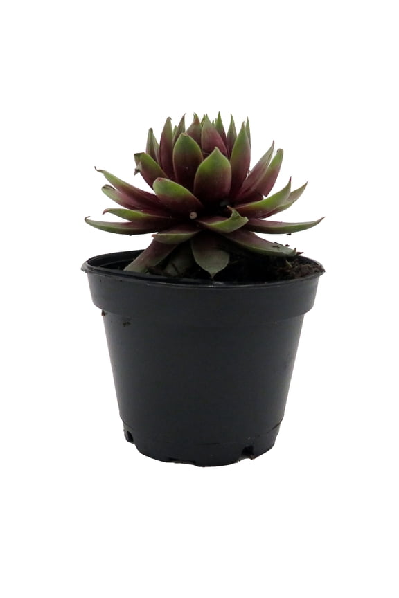 Chick Charmlettes Rowdy Rudy - Sempervivum - 2" Pot
