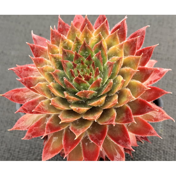 Chick Charms® Butterscotch Baby™ - Sempervivum - 3.5" Pot
