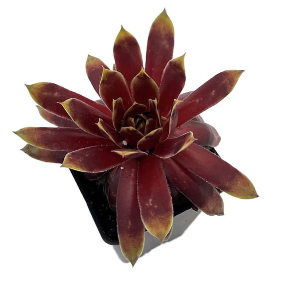 Chick Charms Gold Rush - Sempervivum - 2.5" Pot