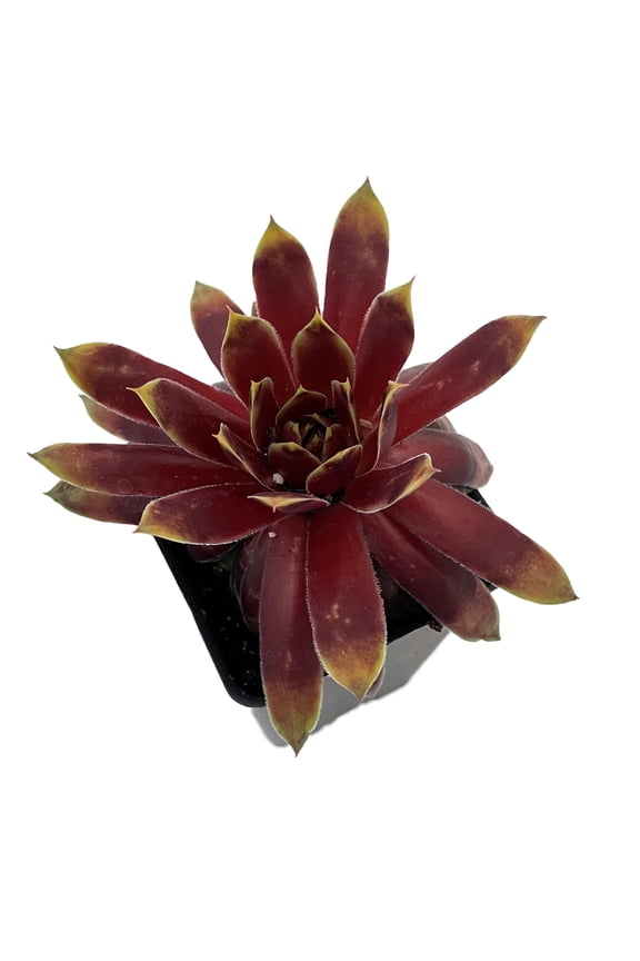 Chick Charms Gold Rush - Sempervivum - 2.5" Pot