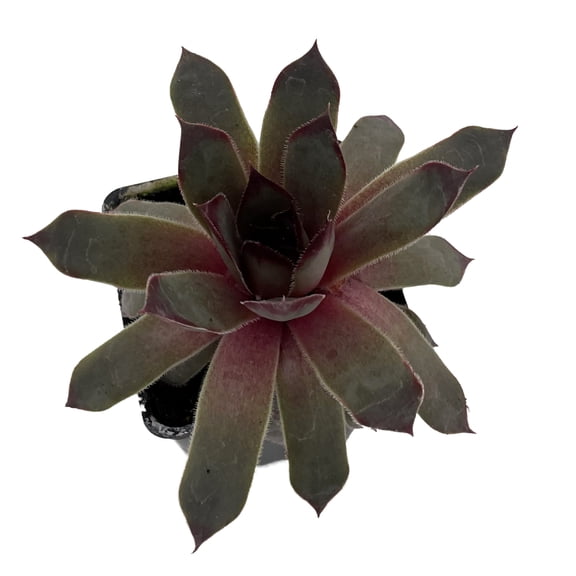 Chick Charms Pink Sapphire - Sempervivum - 2.5" Pot