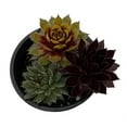 thumbnail image 1 of Chick Charms® Trio - Strawberry Sunrise™ - Sempervivum - 3.5" Pot, 1 of 3