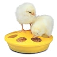 thumbnail image 1 of Chick Feeder, Popular Feeder For Brooding Chicks, 1 of 1