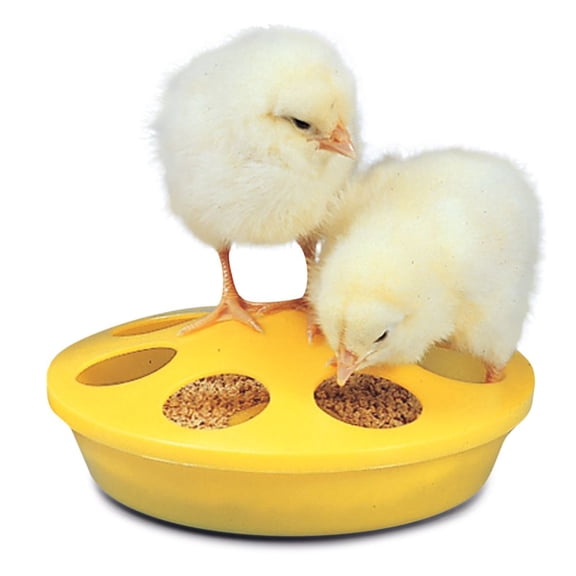 Chick Feeder, Popular Feeder For Brooding Chicks