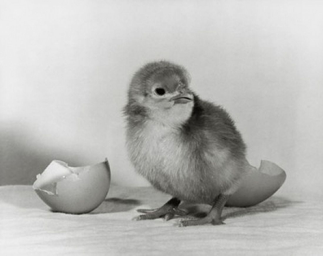 Chick hatched from an egg Canvas Art - (18 x 24)