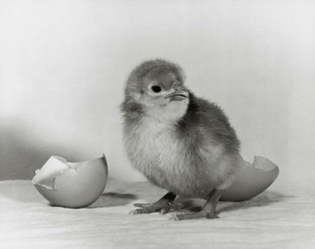 Chick hatched from an egg Canvas Art - (24 x 36)