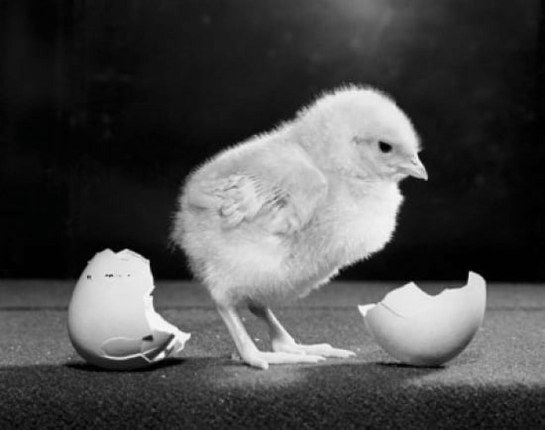 Chick near a broken egg Canvas Art - (18 x 24)