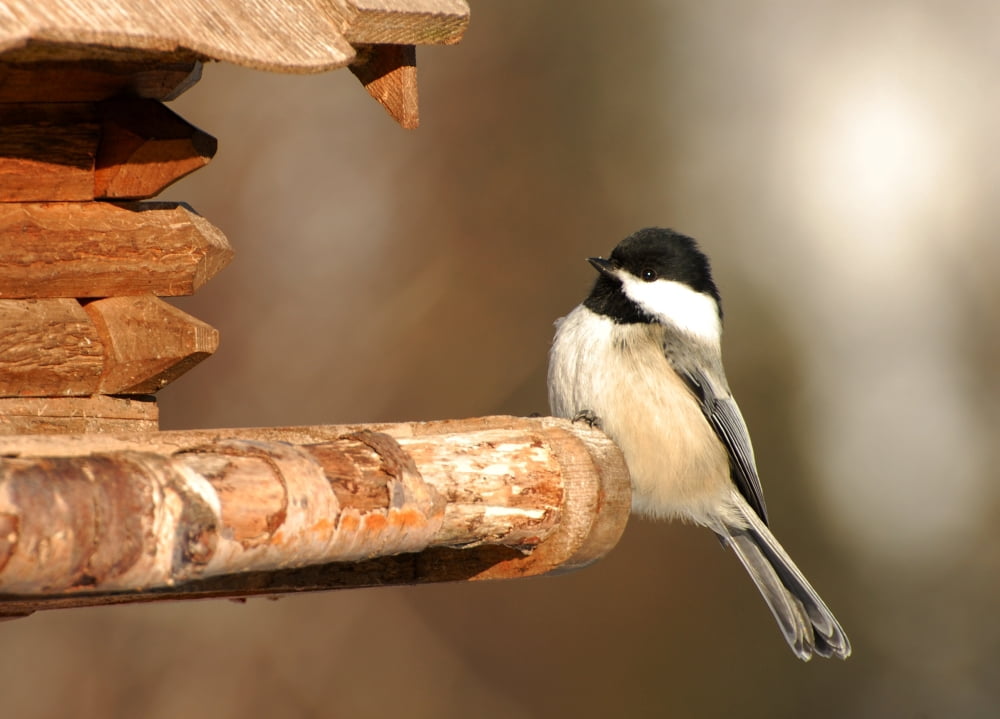 Chickadee Canvas Art - Doug Ohman (12 x 18)