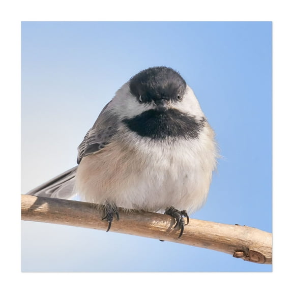 Chickadee at 5 below - Photography Bird Wildlife Nature Animal Woodland Winter Scenic Unframed Wall Art Print 32 x 32 inches