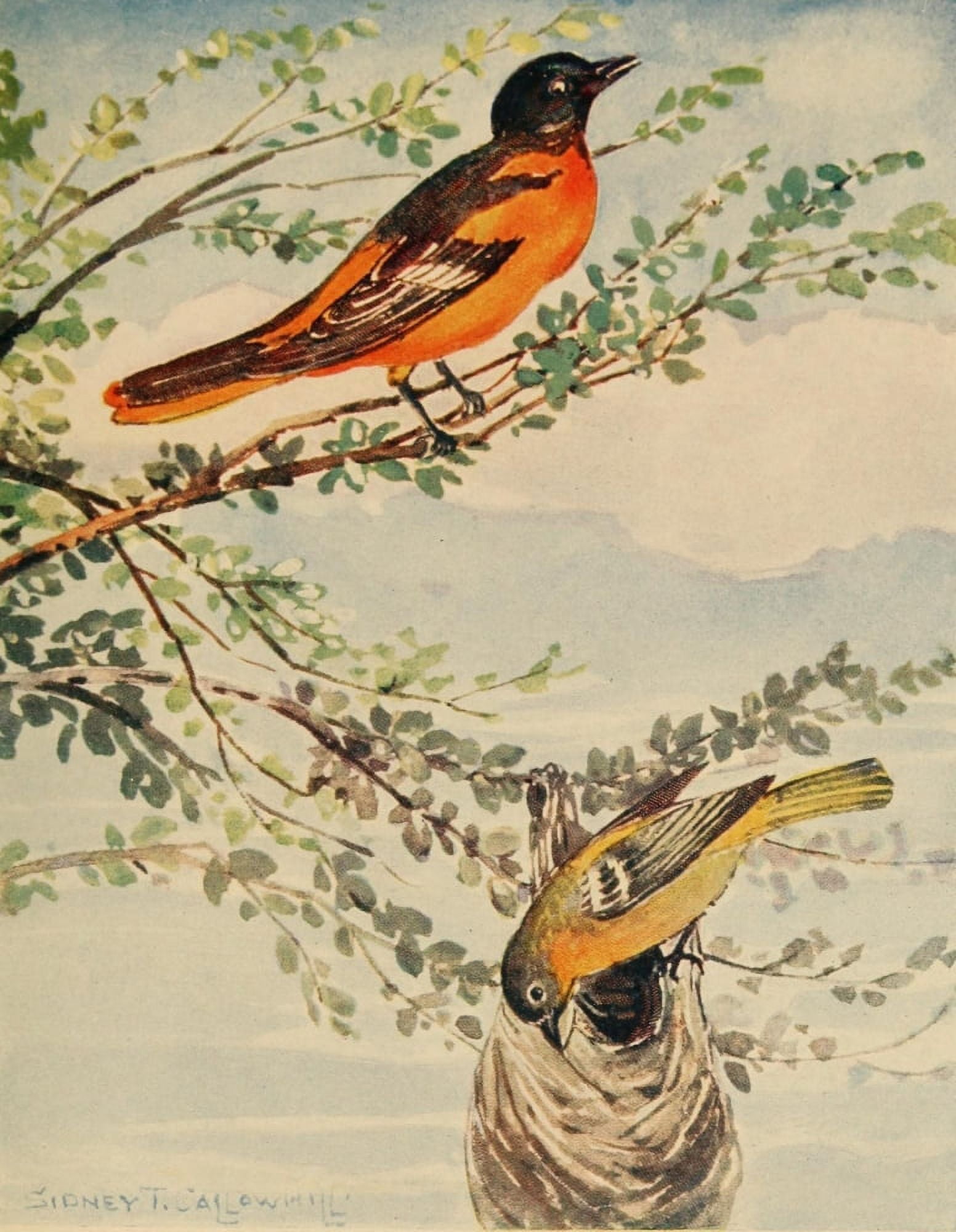 Chickadee-dee 1916 Baltimore Orioles Canvas Art - ST Callowhill (24 x 36)