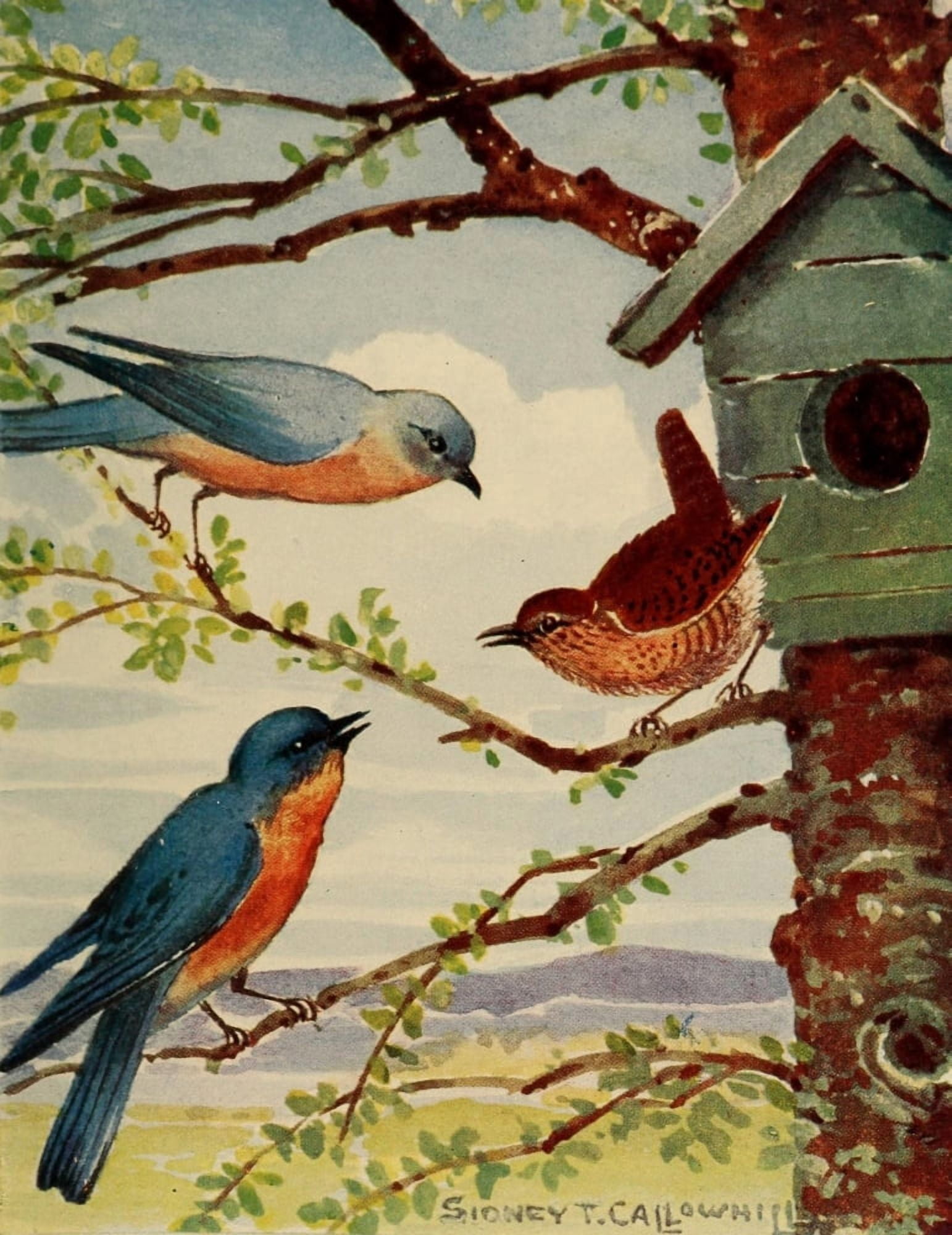 Chickadee-dee 1916 Bluebird & Wren Canvas Art - ST Callowhill (18 x 24)