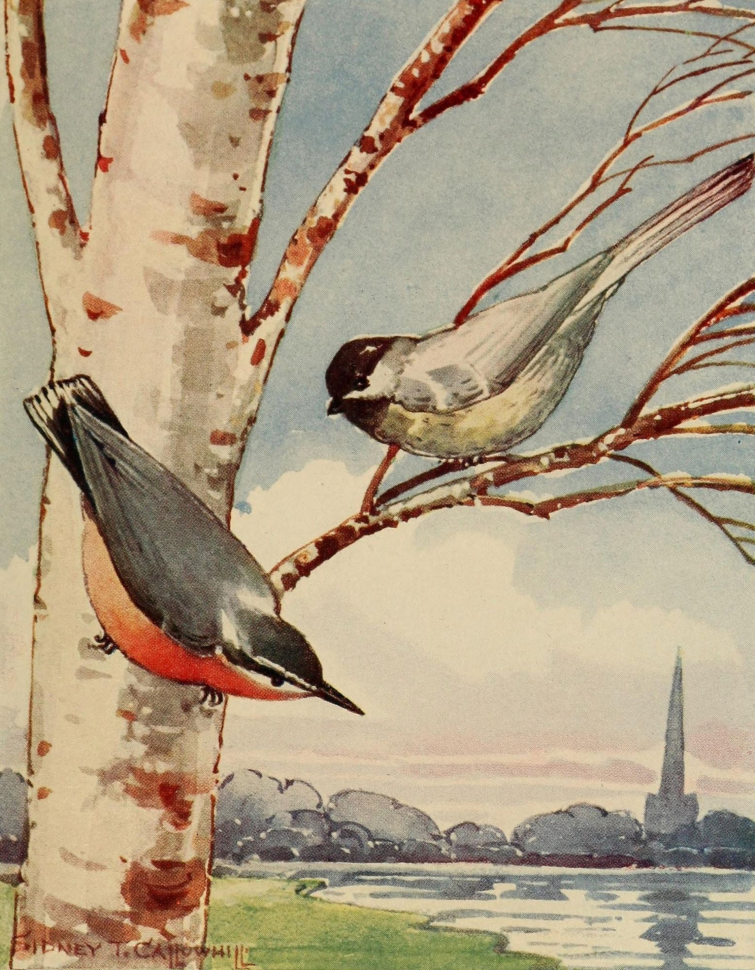 Chickadee-dee 1916 Chickadee & Nuthatch Canvas Art - ST Callowhill (24 x 36)