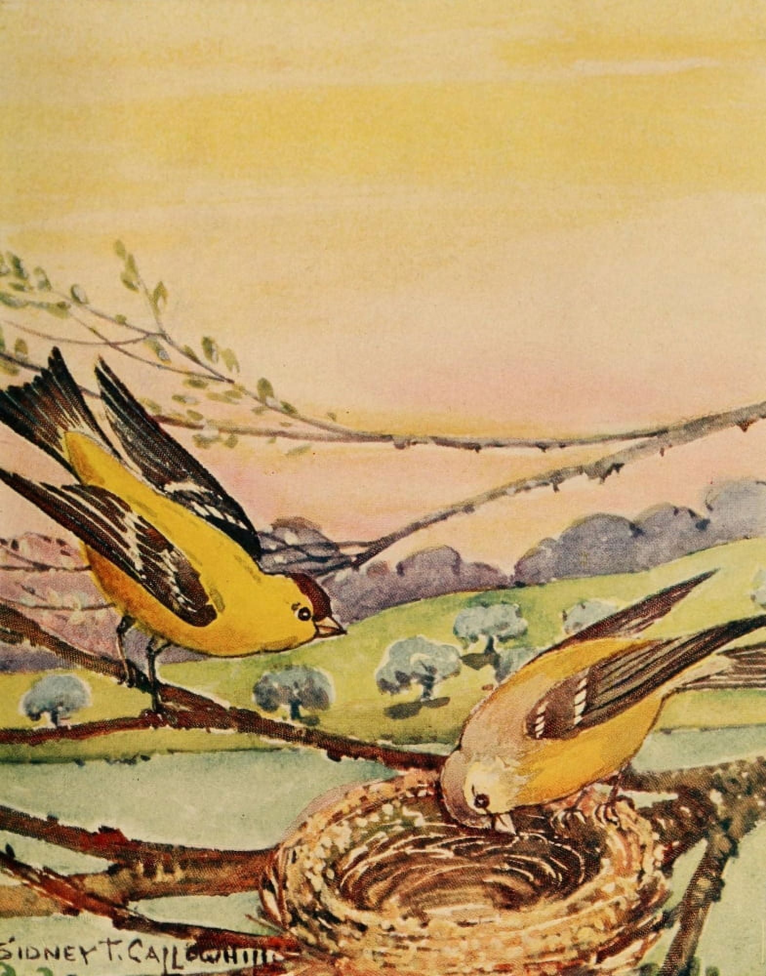 Chickadee-dee 1916 Goldfinches Canvas Art - ST Callowhill (18 x 24)