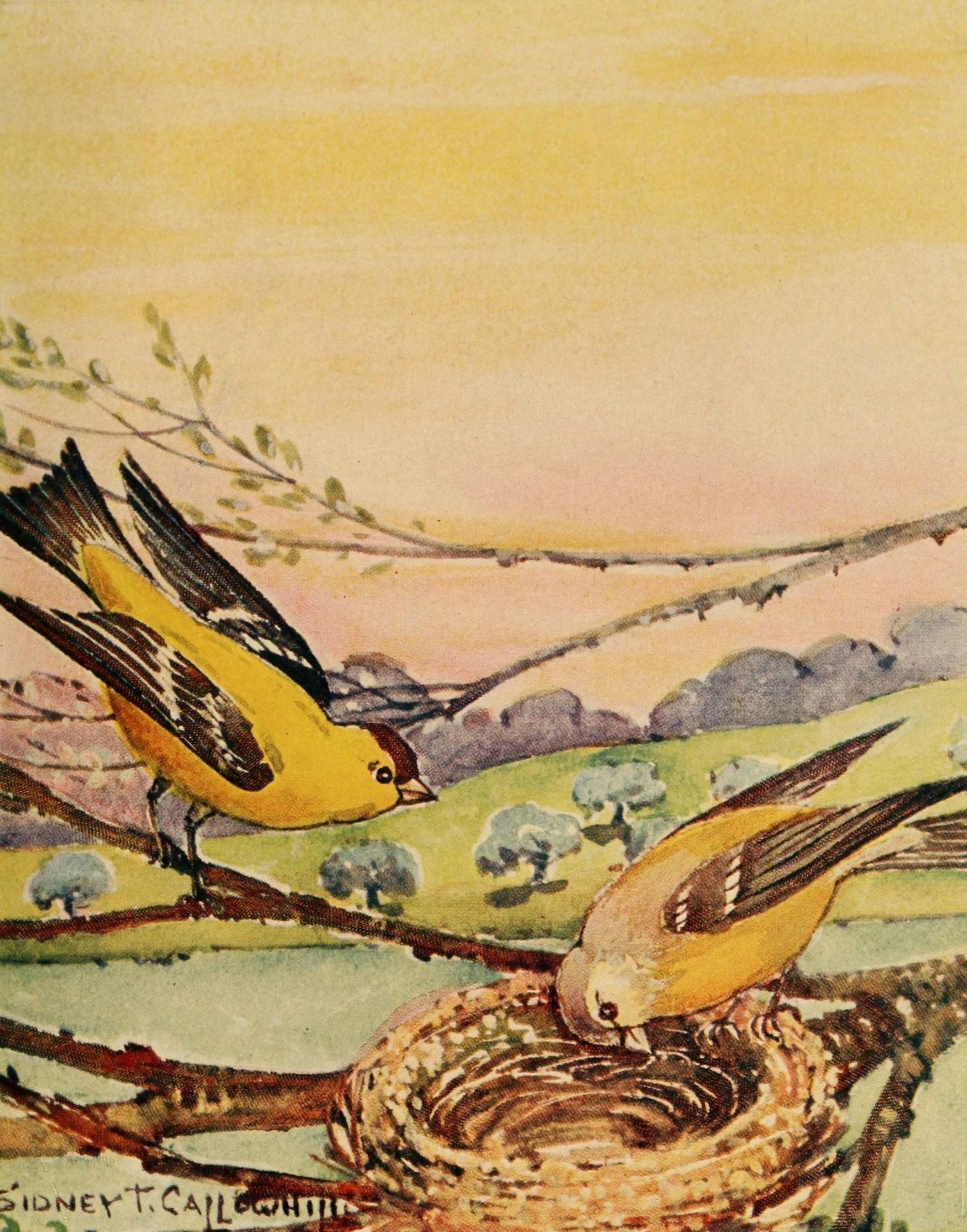 Chickadee-dee 1916 Goldfinches Canvas Art - ST Callowhill (24 x 36)