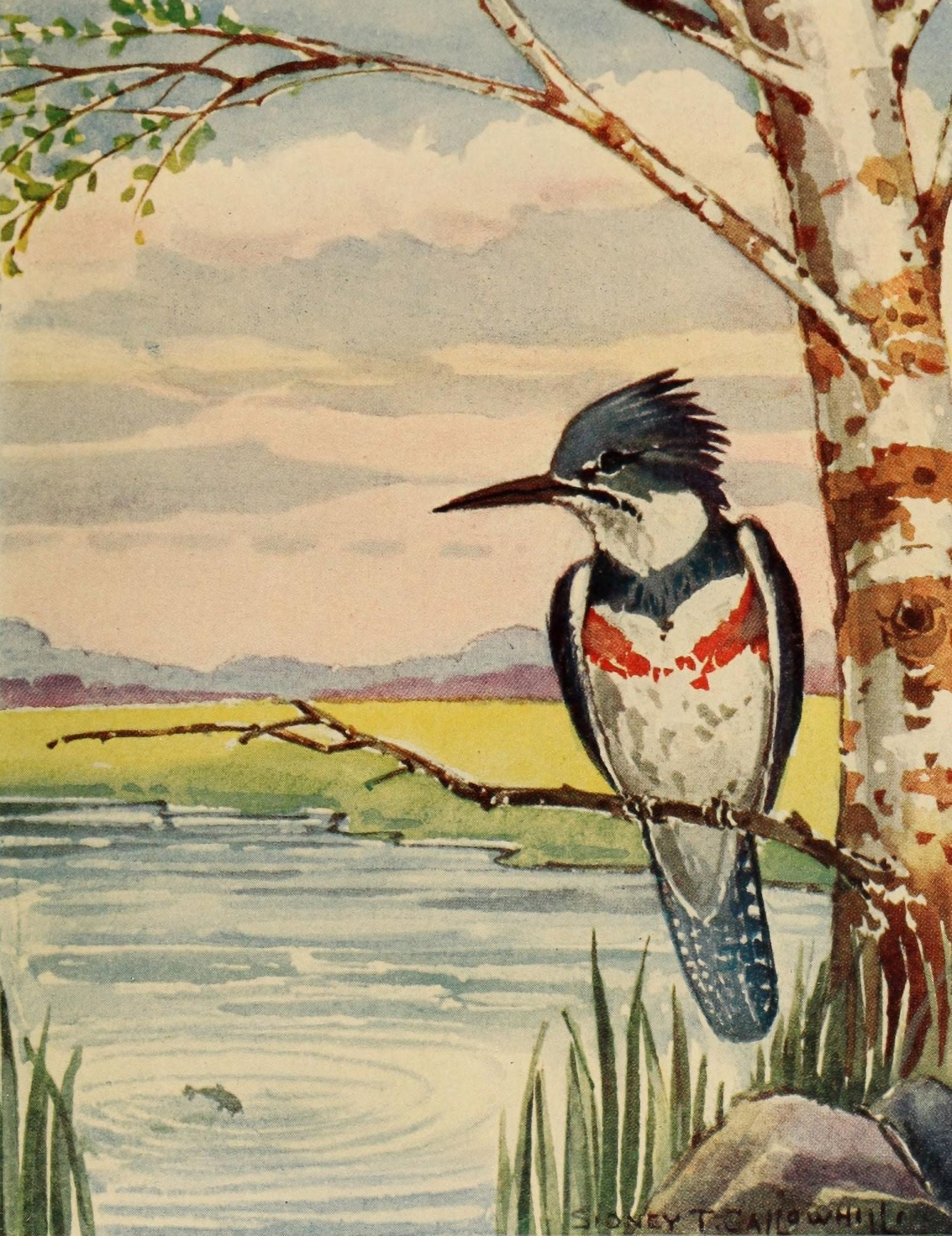 Chickadee-dee 1916 Kingfisher Canvas Art - ST Callowhill (24 x 36)