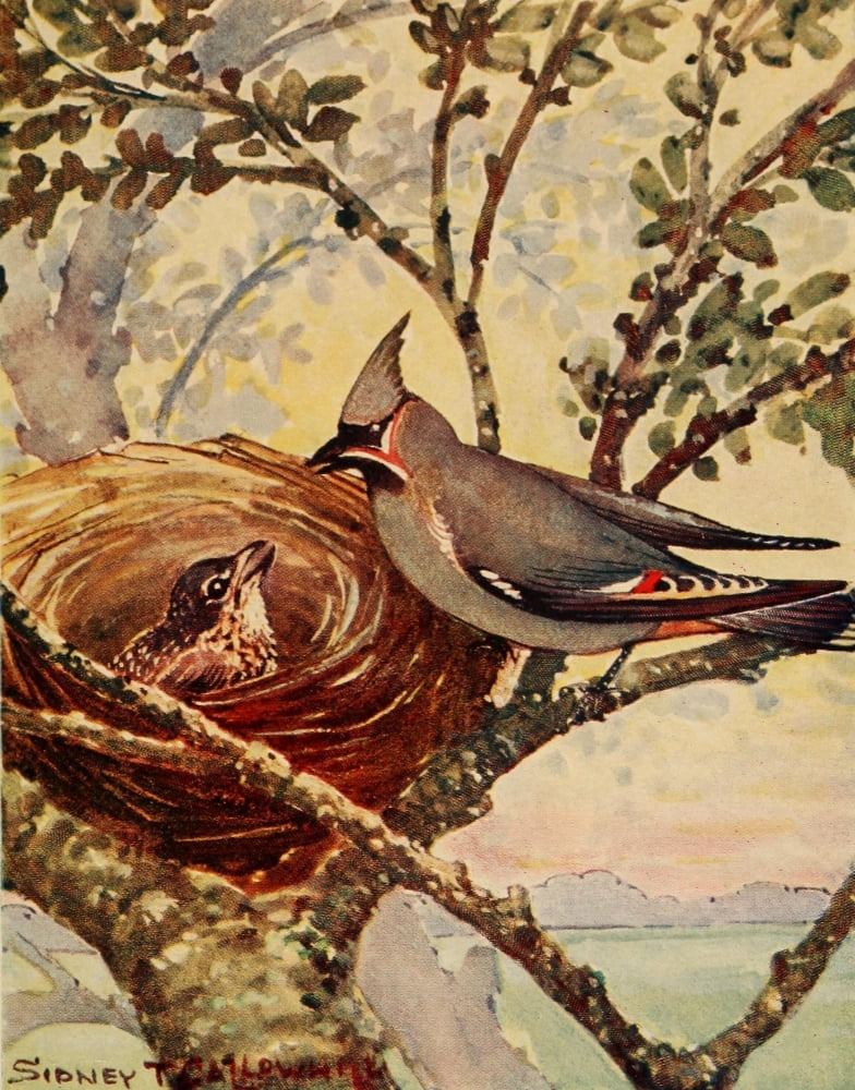 Chickadee-dee 1916 Waxwing Canvas Art - ST Callowhill (18 x 24)