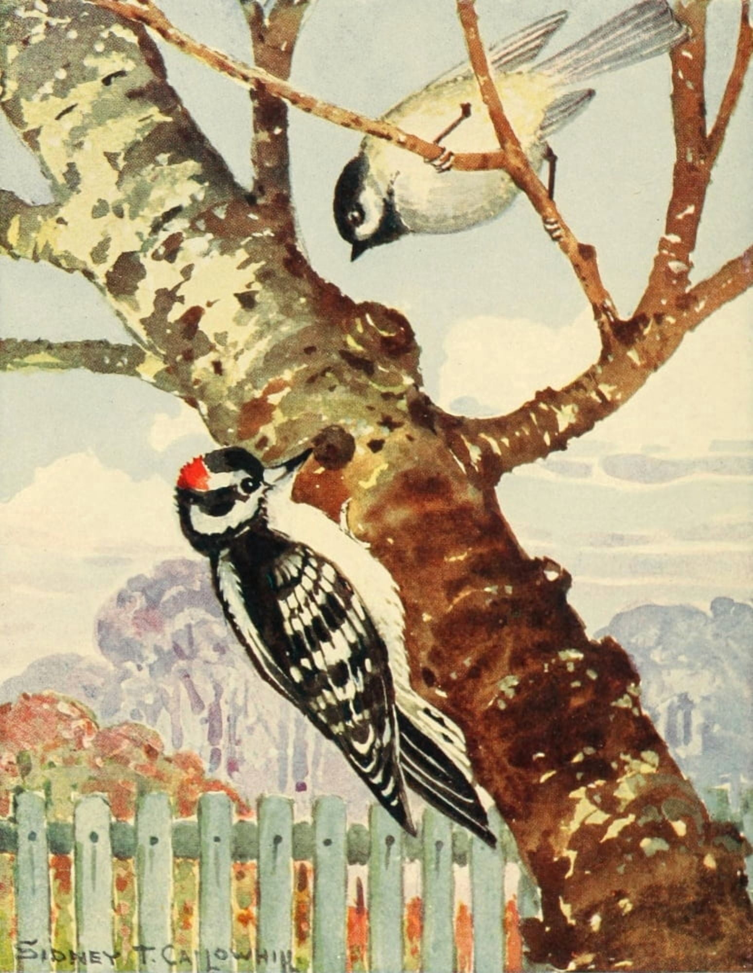 Chickadee-dee 1916 Woodpecker Canvas Art - ST Callowhill (18 x 24)