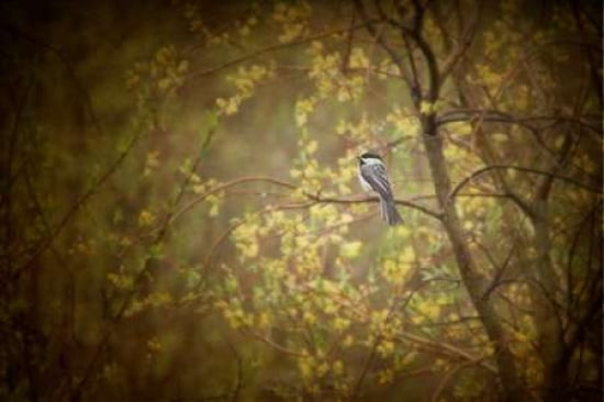 Chickadee in the Rain Canvas Art - Roberta Murray (24 x 36)