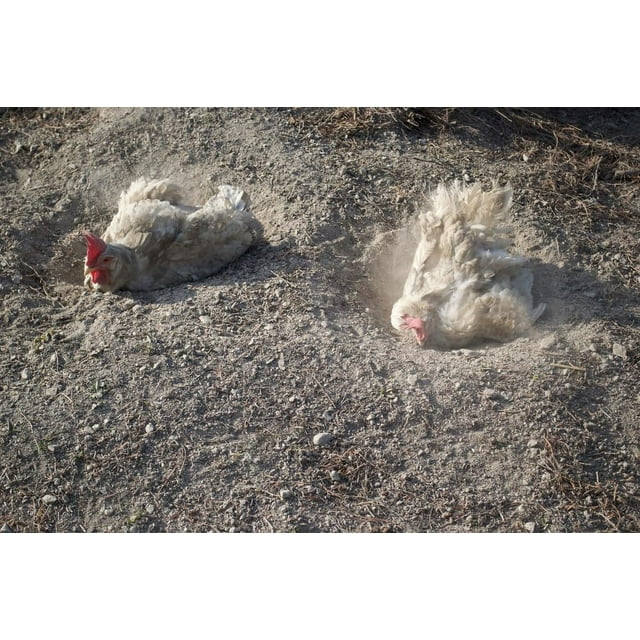 Chicken Bath Wood Ash, Sand, Dust for All Chickens 1 Pound