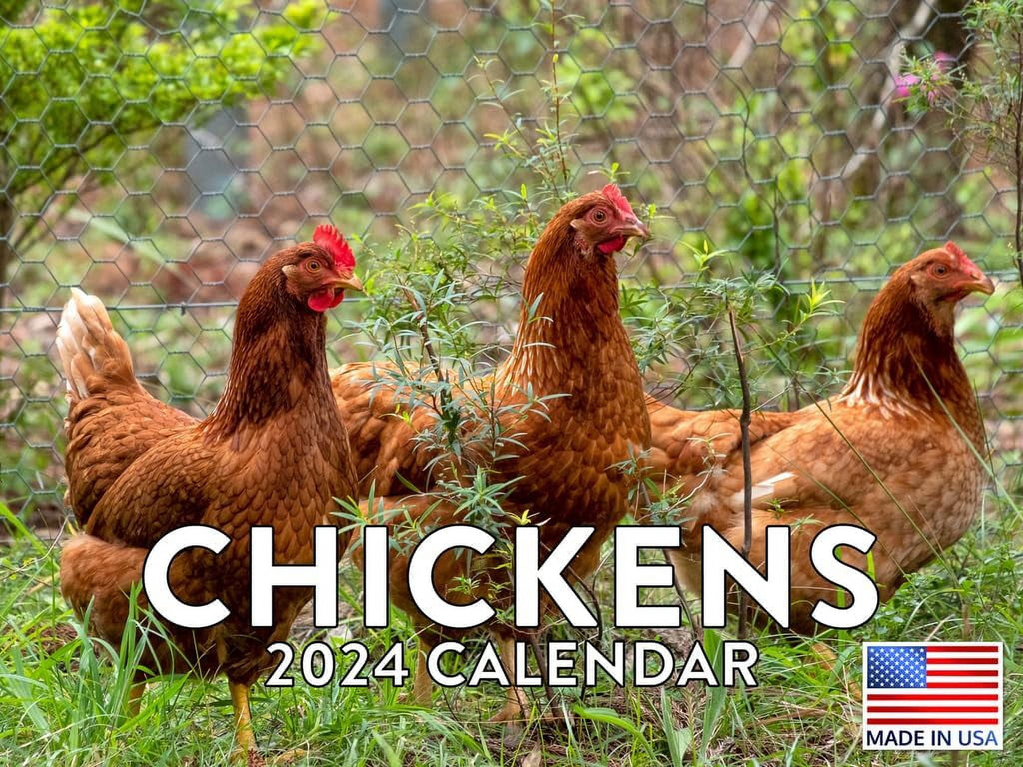Chicken Calendar 2024 Wall Calander