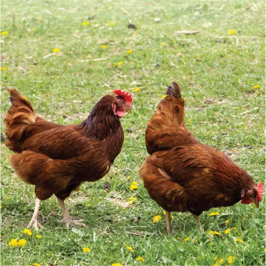 Nature's Seed Chicken Forage Seed Mix - 50 Lb
