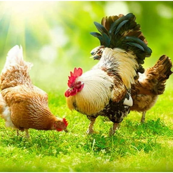 Chicken Forage Seed Mix - Better Eggs and Meat, Annual Ryegrass, Perennial Ryegrass, Buckwheat, Flax, Millet, Forage Peas, Red Clover, Alfalfa, Sunflowers (2 lbs)