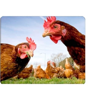 Chicken Gaming Mousepad Funny Chicken Green Grass Mouse Pad Mouse Mat for Computer Desk Laptop Office 9 X 8 Inch Non-Slip Rubber
