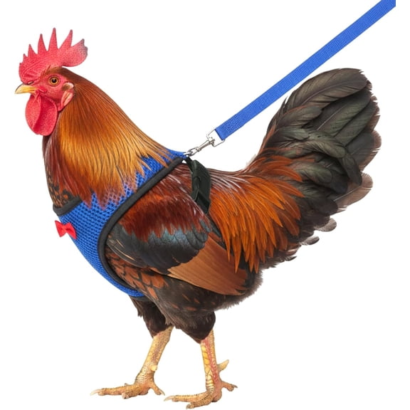 Chicken Harness with Leash, Spring Summer Comfortable Elastic Hen Vest Breathable Harness, Breathable, Adjustable, Harnesses for Hens Duck Goose Pet Training Walking Supplies (Medium, Blue)