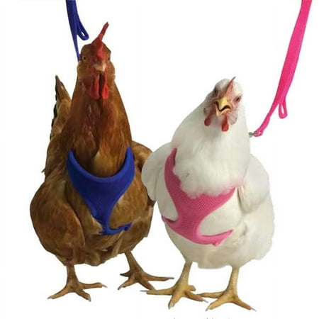 Chicken Harness (Take 'em for a walk!)