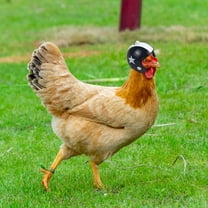 Chicken Head Protective Hat | Adjustable Plastic Chick Helmet | Funny Poultry Costume Accessory | Comfortable Elastic Strap | Eye-Catching Design | Sun & Rain Protection | 1 Pack