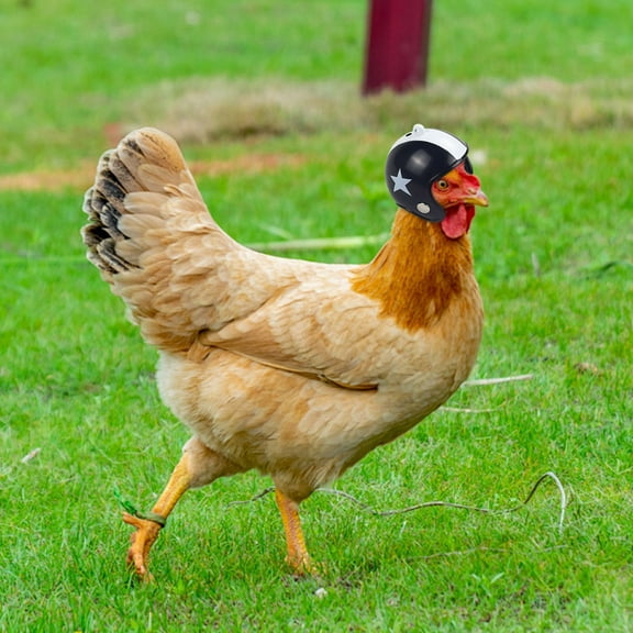 Chicken Head Protective Hat | Adjustable Plastic Chick Helmet | Funny Poultry Costume Accessory | Comfortable Elastic Strap | Eye-Catching Design | Sun & Rain Protection | 1 Pack