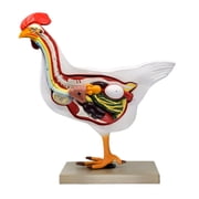 Chicken Hen Anatomy Model, 6 Parts - Life Size Cross Section - Hand Painted - Designed by Veterinary Professionals - Eisco Labs
