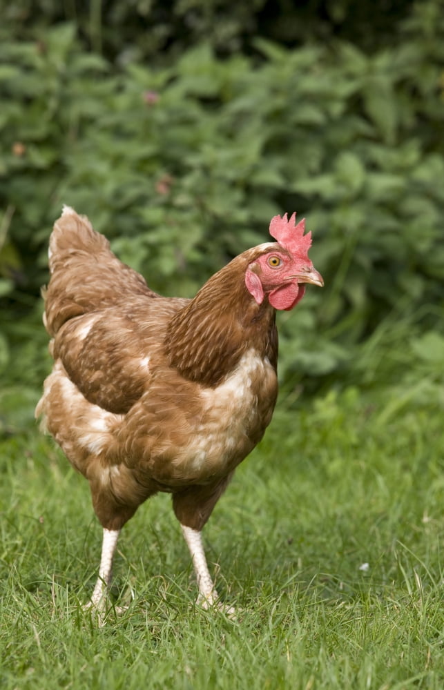 Chicken In A Field Canvas Art - John Short Design Pics (22 x 34)