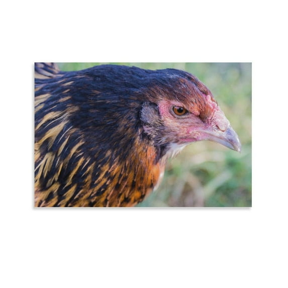 Chicken Pedigree Poster Decorative Painting Canvas Wall Art Living Room Posters Bedroom Painting,Unframe-style,28×41inch (70×105cm)