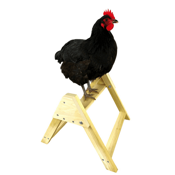 Chicken Roosting Perch Made in The USA! Roost Toys and Accessories for Coop Heavy Duty Solid Handcrafted Wood Construction for Birds Hens Chook Pollos Gallinas Chicks