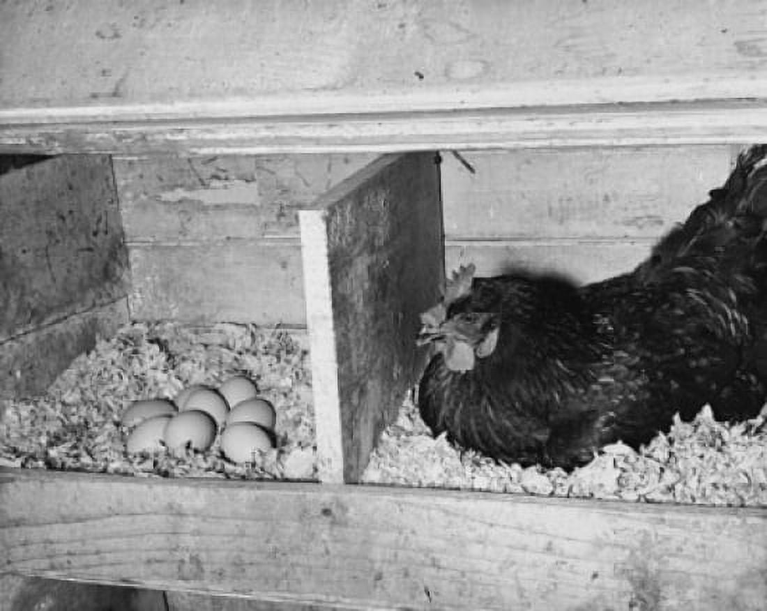 Chicken in a henhouse Canvas Art -  (18 x 24)