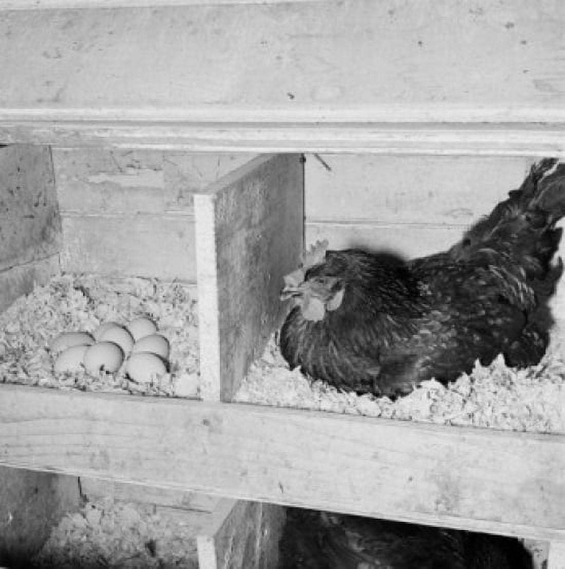 Chicken on nest Canvas Art - (18 x 24)