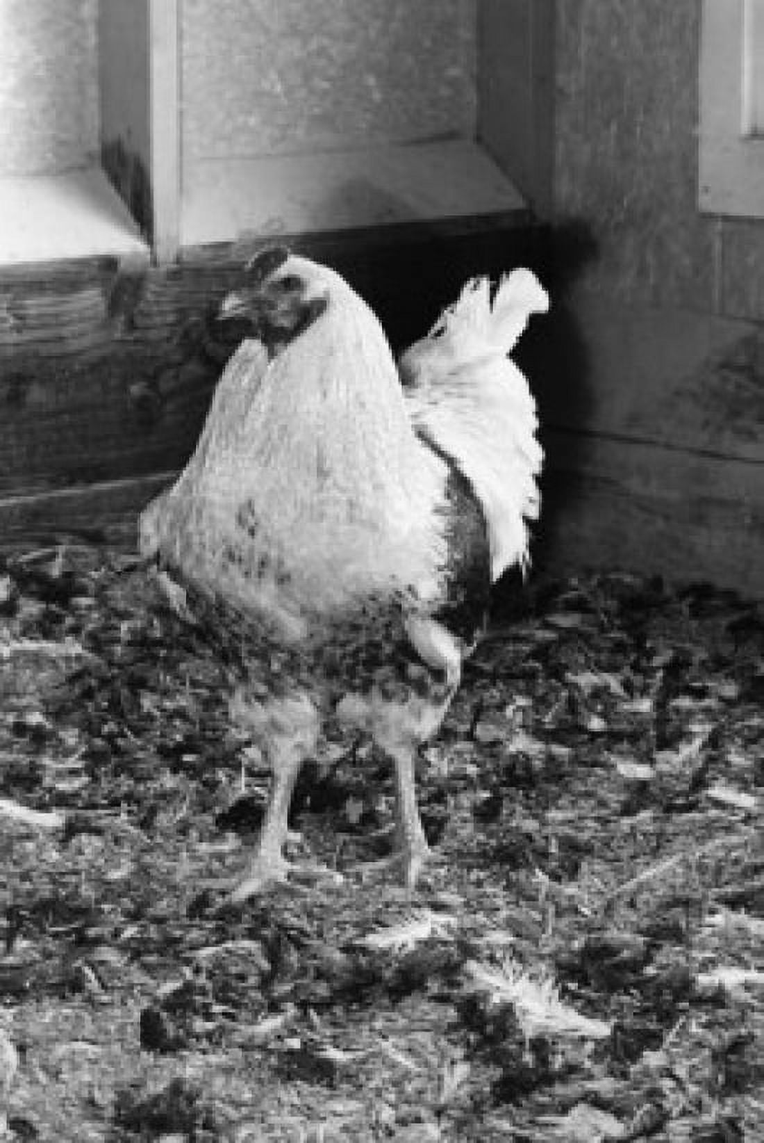 Chicken standing in henhouse Canvas Art - (18 x 24)