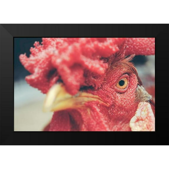 Chickens 14x11 Black Modern Framed Museum Art Print Titled - Mad Red Rooster