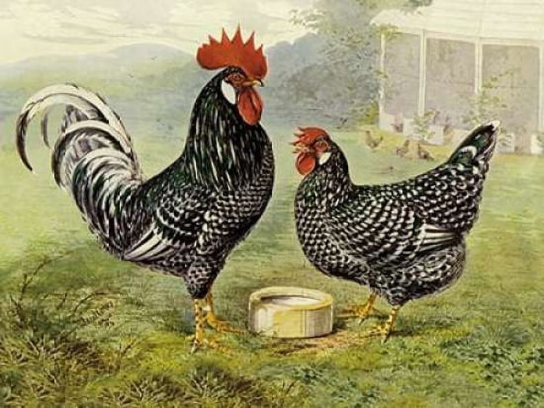 Chickens Anconas Canvas Art - Lewis Wright (18 x 24)