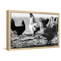 Chickens Black and White, Framed Art Print Wall Art by Microstock Man Sold by Art.Com