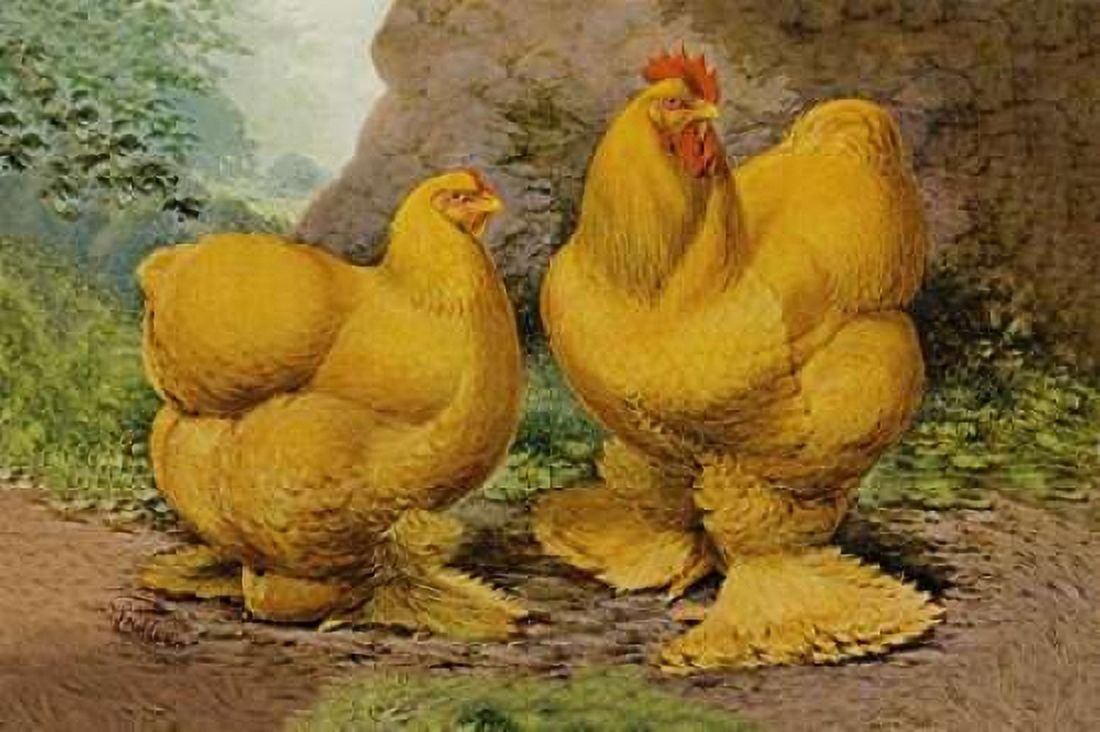 Chickens Buff Cochins Canvas Art - Lewis Wright (24 x 36)