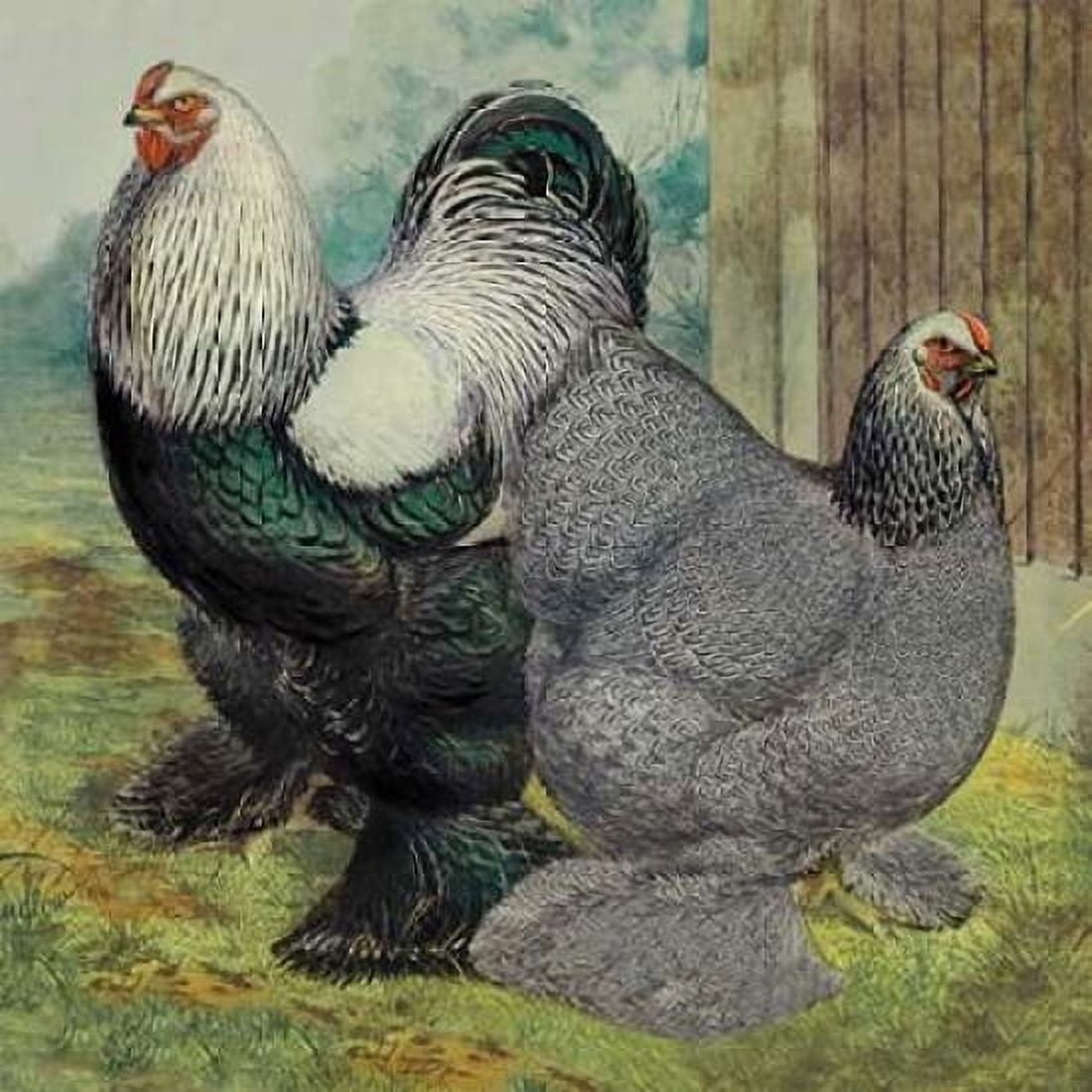 Chickens Dark Brahmas Canvas Art - Lewis Wright (24 x 24)