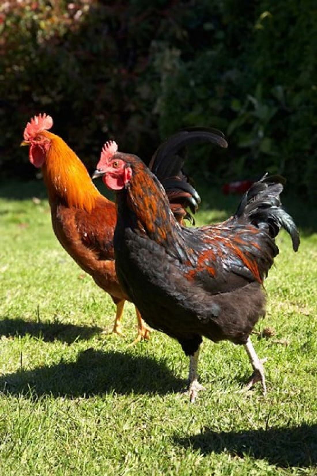 Chickens Farm animal Port Chalmers New Zealand Canvas Art - David Wall DanitaDelimont (24 x 35)