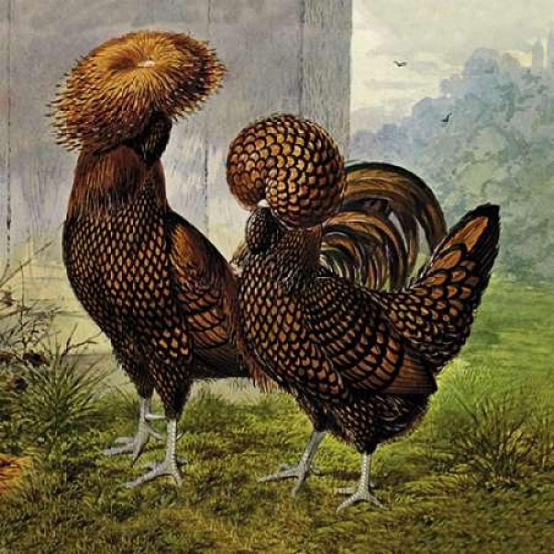 Chickens Gold Spangled Polish Canvas Art - Lewis Wright (24 x 24)