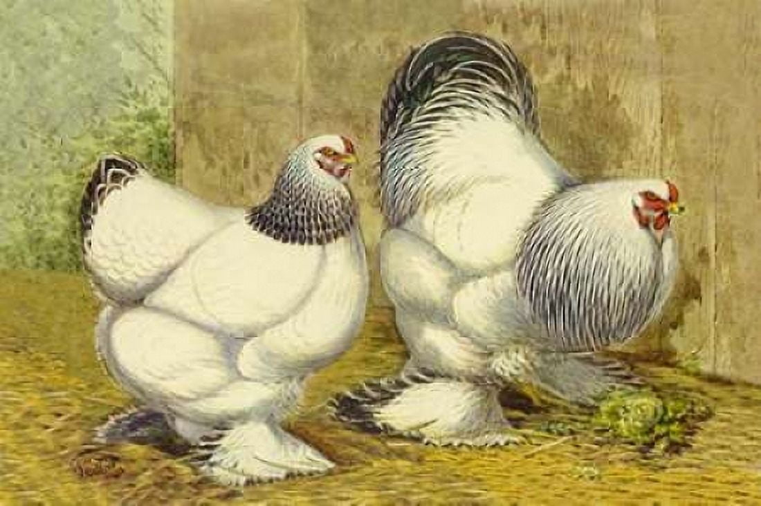 Chickens Light Brahmas Canvas Art - Lewis Wright (12 x 18)